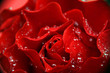 petals of rose and drops 