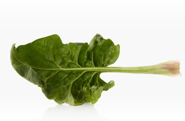 Canvas Print - fresh spinach leaf