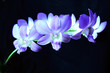 orchidée bleue