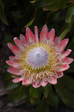 African Protea
