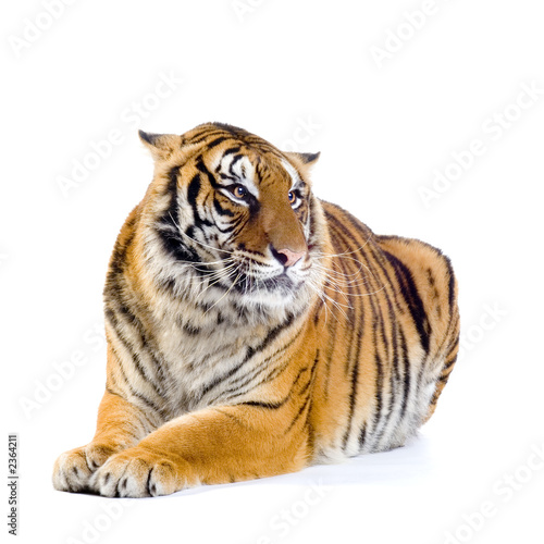 Plakat tygrys leżący w sfinksie