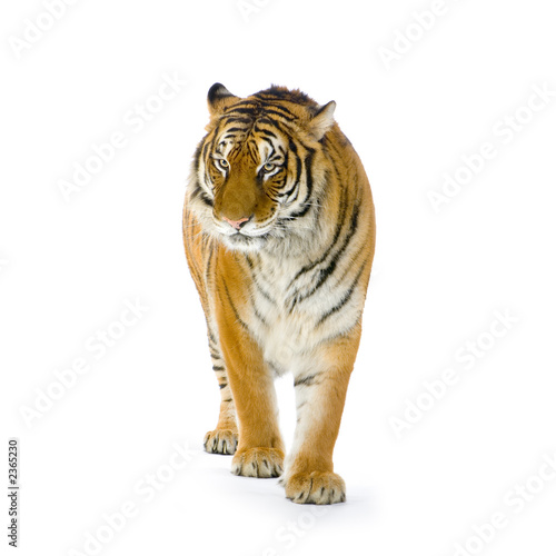 Plakat stojący tygrys