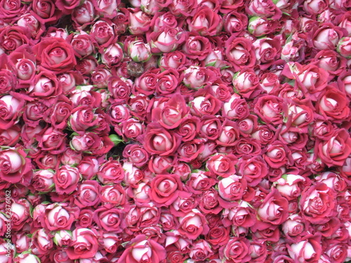 roses © maribel dalmau