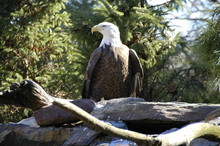 Bald Eagle Washington Zoo