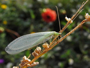 Canvas Print - golden-eye (chrysopidae)