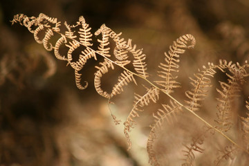 autumn fern