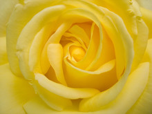 Beauty Yellow Rose