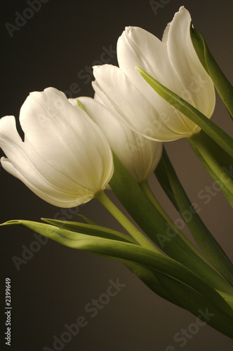 Naklejki tulipany biale-tulipany-na-ciemnym-tle
