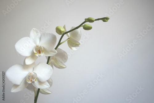 Tapeta ścienna Biała orchidea