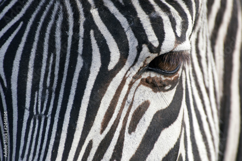 Plakat na papierze fotorealistycznym Zebra