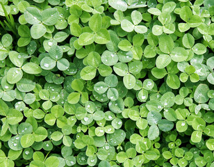 clover patch