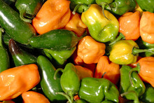 Multicolored Miniature Bell Peppers