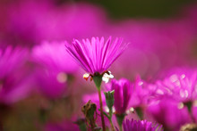 Beautiful Garden Flower - Macro