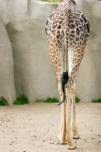 Back Of A Giraffe