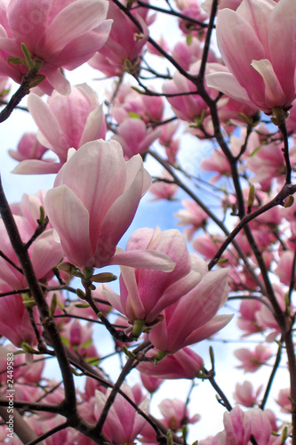 Board z aluminiowym obramowaniem Magnolia