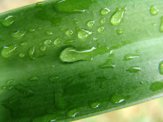 water drop on leaf closeup