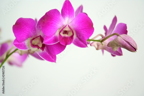 Tapeta ścienna Orchidea