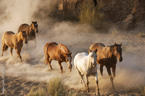 Plakat dzikie konie biegną