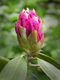 Fototapeta Tulipany - spring flower bud
