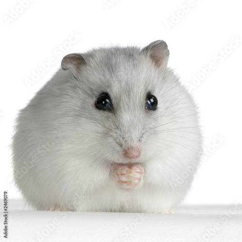 Hamster Russe Perle Stock Photo Adobe Stock