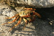 granville crab