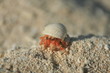 granville hermit crab