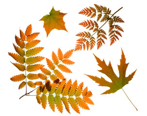 Wall Mural - autumn leaves isolated