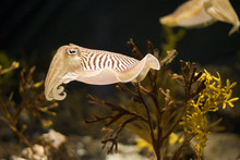 Cuttlefish Wide