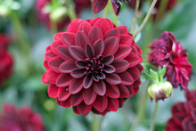 Deep Red Dahlia Bloom (formal Decorative Type)