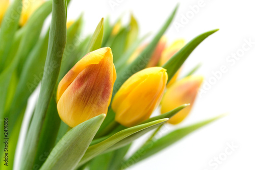 Obraz w ramie yellow tulips