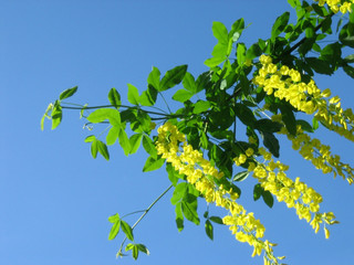 Wall Mural - yellow hanging flowers