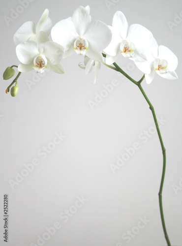 Tapeta ścienna Biała orchidea