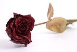 trocken rose