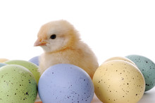 Baby  Chick With  Easter Eggs