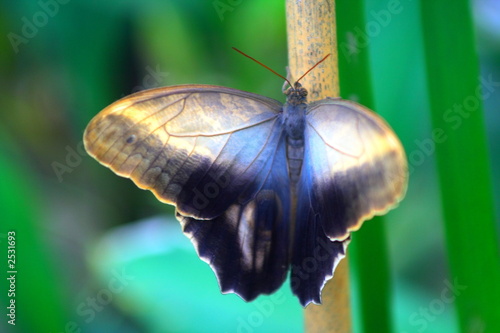Tapeta ścienna Niebieski motyl