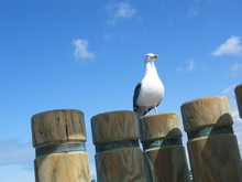 Seagull And Pier