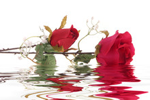 Red Roses In Water