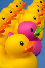 dare to be different - rubber ducks on blue