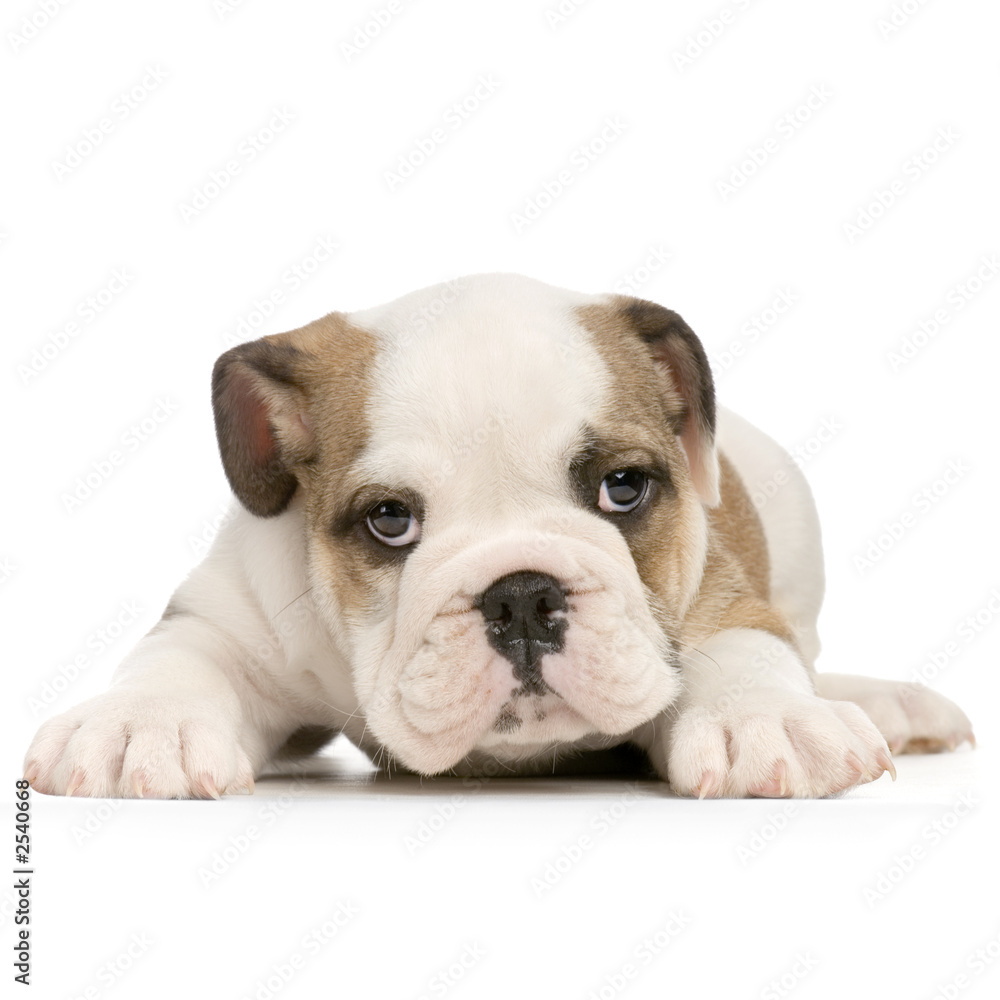 Foto Kuscheldecke Premium Konfigurieren Chiot Bouledogue Anglais La Melle De