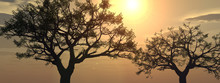 Sunset_tree