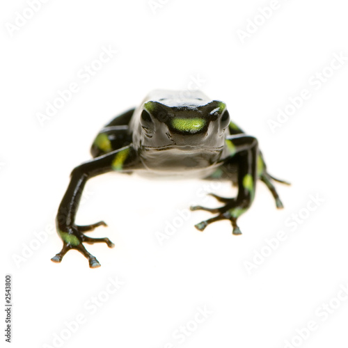 Tapeta ścienna Grenouille - dendrobates auratus