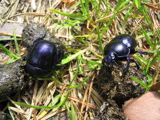 dung beetles working