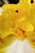 Glowing Yellow Iris