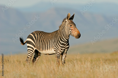 Plakat na papierze fotorealistycznym Cape zebra górska
