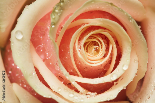 Obraz w ramie peachy rose close up
