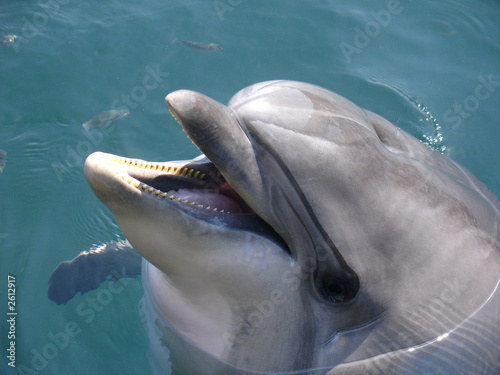 Board z aluminiowym obramowaniem Delfin