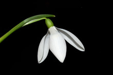Snowdrop Flower 2