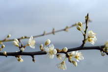 Hawthorn Spring Flowers #5