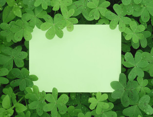 Wall Mural - clover card