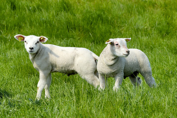 two little lambs